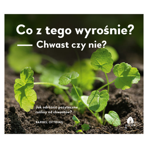 Image of Co z tego wyrośnie? Chwast czy nie? Jak odróżnić pożyteczne rośliny od chwastów?