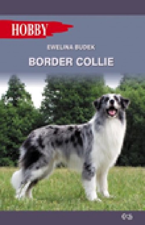 Image of Border Collie