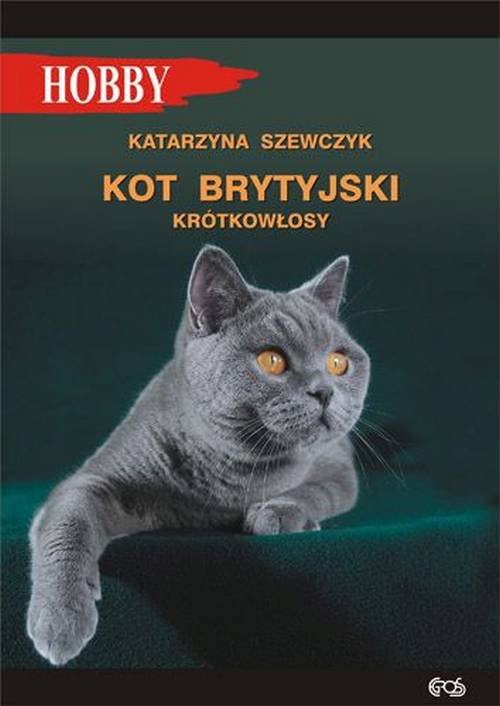 Image of Kot brytyjski krótkowłosy