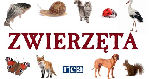 Image of Kosmetyki naturalne DIY Receptury na pachnące i naturalne kremy, toniki, balsamy, maski, płukanki, szampony, masła do ciała