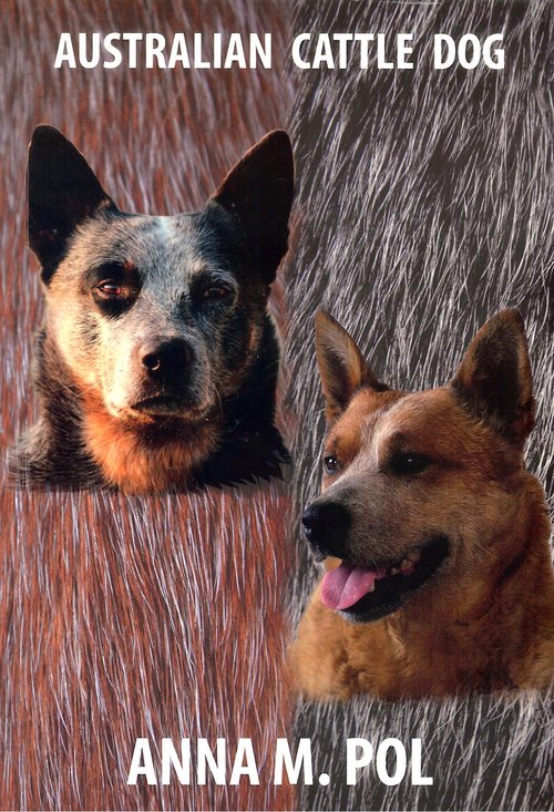 Image of Australian Cattle Dog