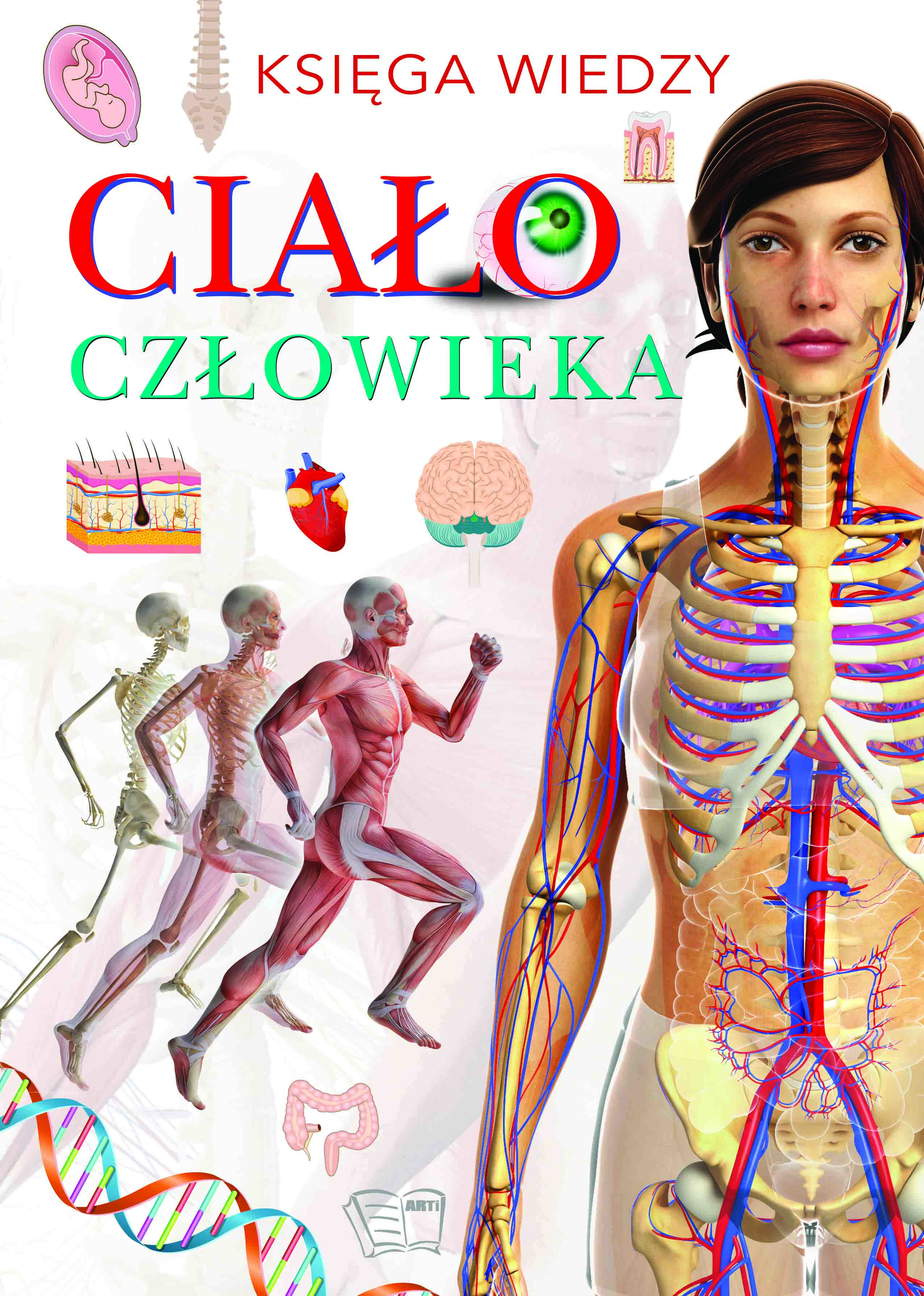 Image of Ciało człowieka