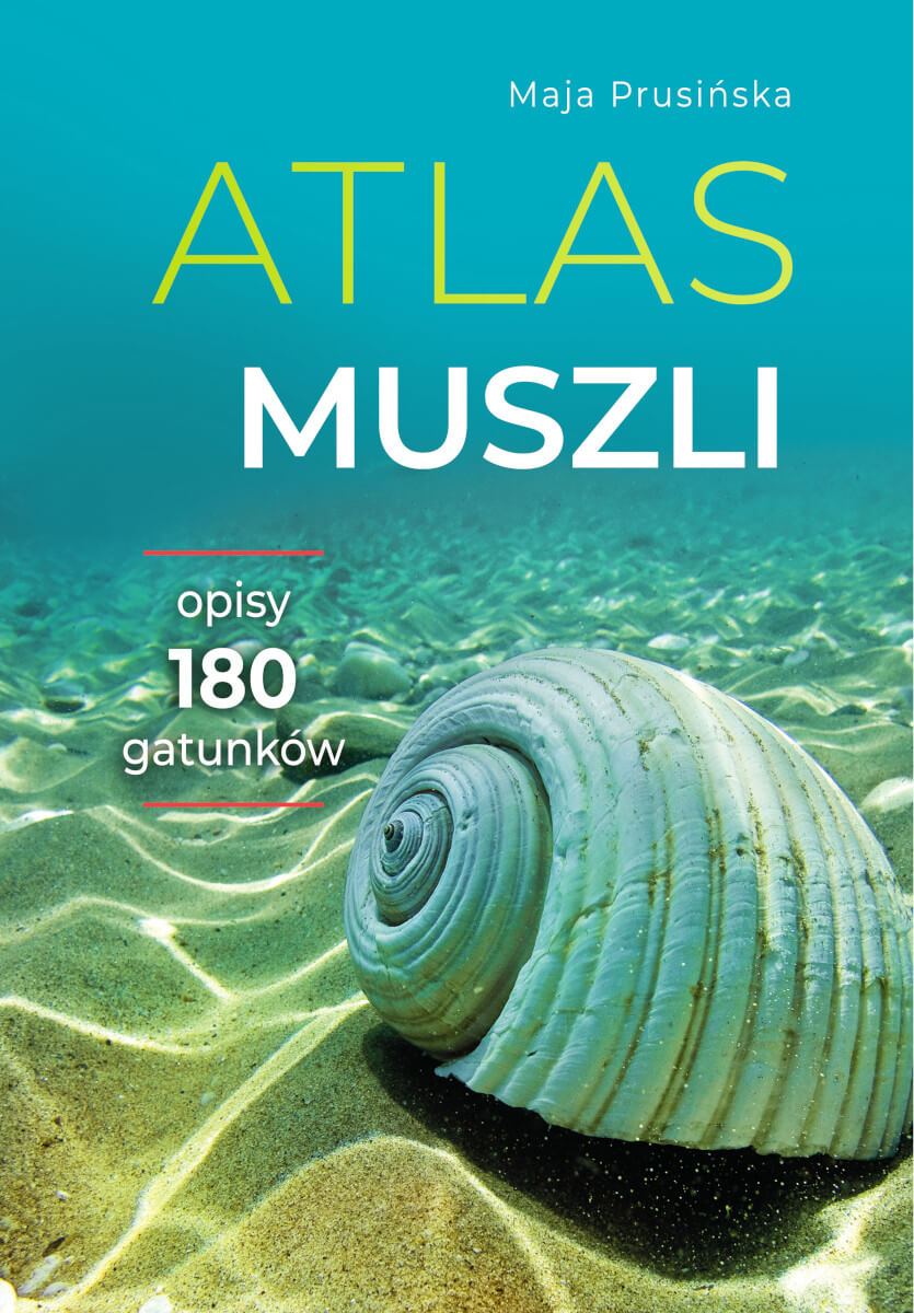 Image of Atlas muszli